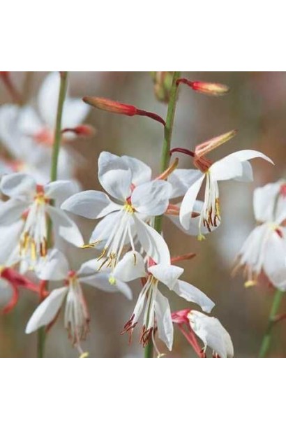 Біла гаура з червонуватими стеблами